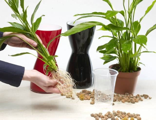 10.03.2008 WARSZAWA SESJA KWIATY WE WNETRZU NA ZDJECIU HYDROPONIKA STYLIZACJA DLA CZASOPISMA CZTERY KATY FOT. ARKADIUSZ SCICHOCKI / AGENCJA GAZETA