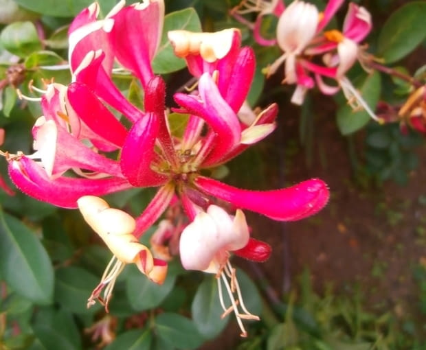 Wiciokrzew pomorski Wiciokrzew pomorski