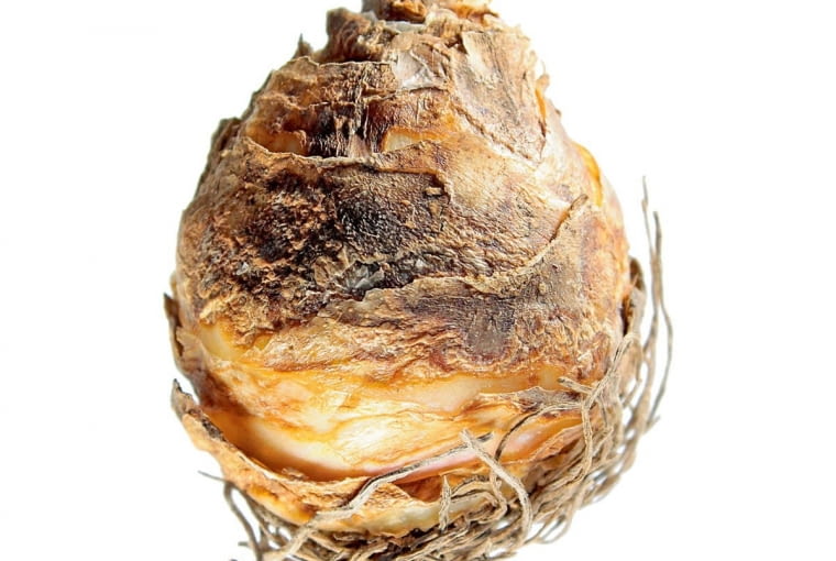 Eukomis - bulwa Eukomis - bulwa