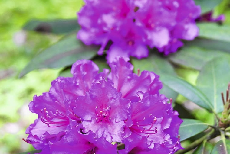 Aby różanecznik tak ładnie zakwitł, jego pąki muszą zdrowo przezimować.