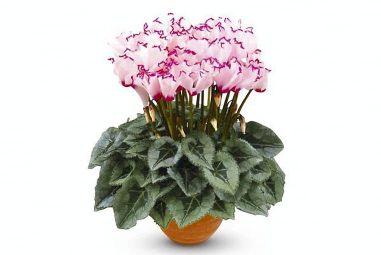 ONE TIME USE ONLY DO JEDNORAZOWEGO UZYCIA CYCLAMEN PERSICUM CYKLAMEN PERSKI TZW FIOLEK ALPEJSKI VICTORIA FOT. SYNGENTA SEEDS PUBLIKACJA OGRODY NR 1 (81) - 1.2006 SLOWA KLUCZOWE: ROSLINY KWIATY