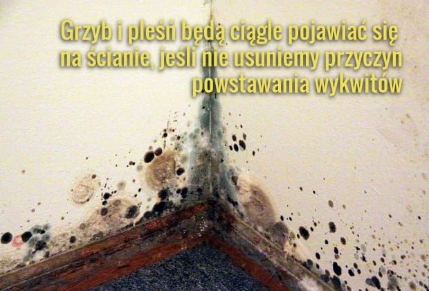 Wykwity trzeba usunąć ze ściany razem z tynkiem. Wykwity trzeba usunąć ze ściany razem z tynkiem.