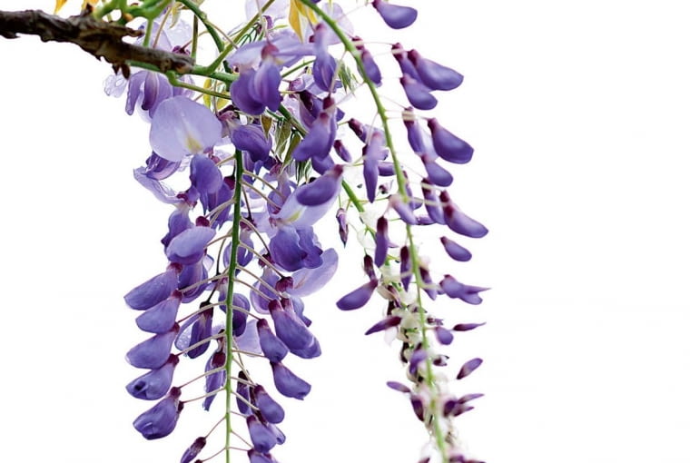 Glicynia. Ciekawy wszystkiego samouk i esteta. Potrafi pięknie i bez dużych nakładów, zagospodarować każdy kąt. Ciągle pełen nowych pomysłów, próbuje je realizować, czasami nawet wbrew zdrowemu rozsądkowi. Świadomy swoich talentów cierpi, gdy otoczenie nie potrafi docenić jego działań, gdyż zależy mu na poprawianiu świata. Wytrwały, dobry pracownik. Znajdując oparcie w zaufanym partnerze, lub kręgu przyjaciół, potrafi dotrzeć naprawdę wysoko.