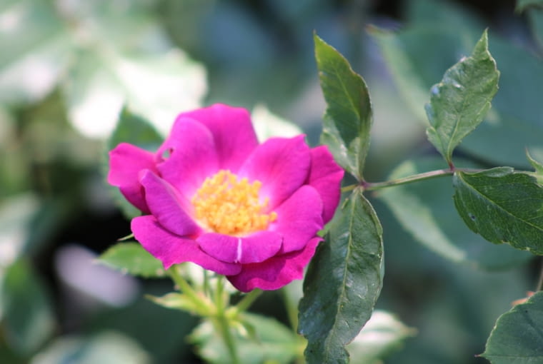 Róża 'Baby Jack' Róża 'Baby Jack'