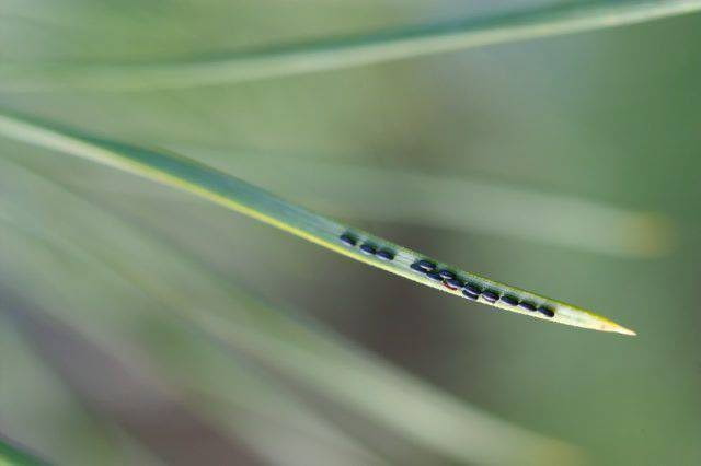 Jaja mszyc na igłach sosny