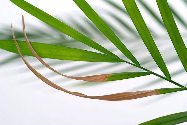 Zasychanie wierzchołków liści Zasychanie wierzchołków liści