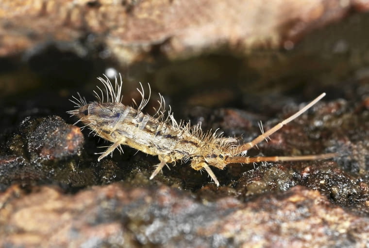 Skoczogonki bytują w ziemi, żywią się obumarłymi resztkami, ale czasem także niszczą korzenie i liście.