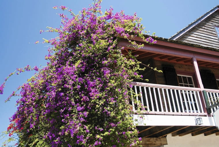 Bugenwilla gładka (Bougainvillea glabra) Bugenwilla gładka (Bougainvillea glabra)