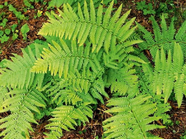 Narecznica 22.08.2003 STARA HUTA WOJEWODZTWO LUBELSKIE ROSLINY PAPROC FOT. PAWEL SLOMCZYNSKI AGENCJA GAZETA SLODVD011