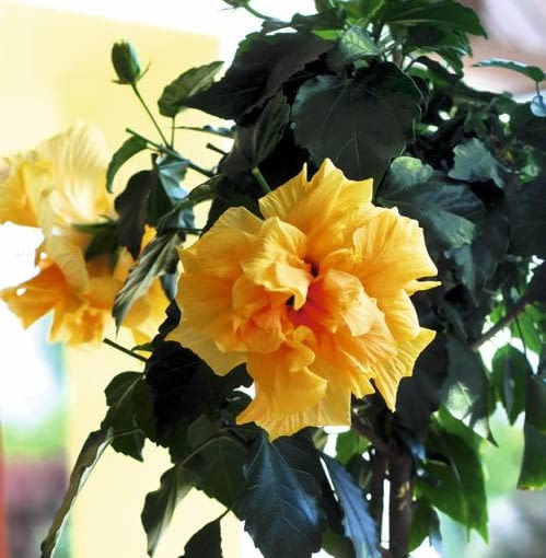 Róża chińska. 'Harvest Moon' Róża chińska. 'Harvest Moon'