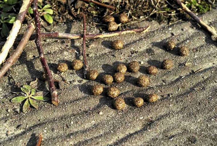Odchody zająca Odchody zająca