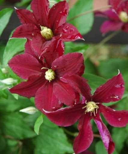 Powojnik (Clematis) 'Warszawska Nike' Powojnik (Clematis) 'Warszawska Nike'