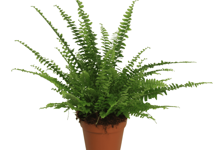 Paproć Nephrolepsis Green Lady W30 cm. 16,99 zł. Paproć Nephrolepsis Green Lady W30 cm. 16,99 zł.