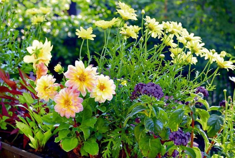 Rośliny balkonowe BALKON SKRZYNKA ROSLINY KWIATY DALIE MICRONETTA , SREBRZEN ' MOLIMBA MAGGY PASTEL YELLOW ' , HELIOTROP FOT. EWA NARKIEWICZ PUBLIKACJA KWIETNIK NR 4 (172) - 4 2009 SLOWA KLUCZOWE: ROSLINY KWIATY ZDJĘCIE DO WKŁADKI: PUBLIKACJA KWIETNIK NR 4 (172) - CZASOPISMA