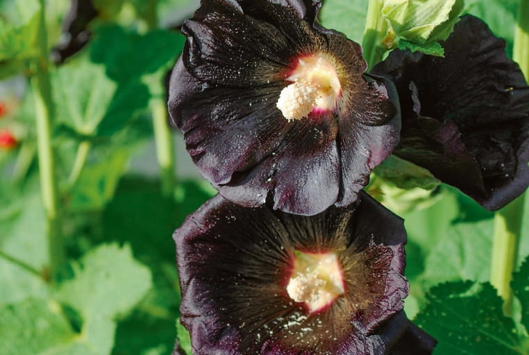 Malwa 'Nigra' to niezwykle efektowna czarna dama.