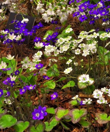 Mieszaniec przylaszczki japońskiej Mieszaniec przylaszczki japońskiej