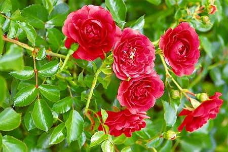 06.07.2005 BATKOWO KOLO INOWROCLAWIA