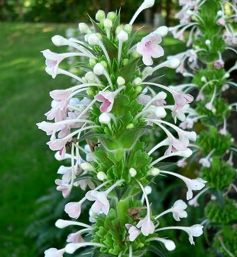 Fot. wikipedia Fot. wikipedia