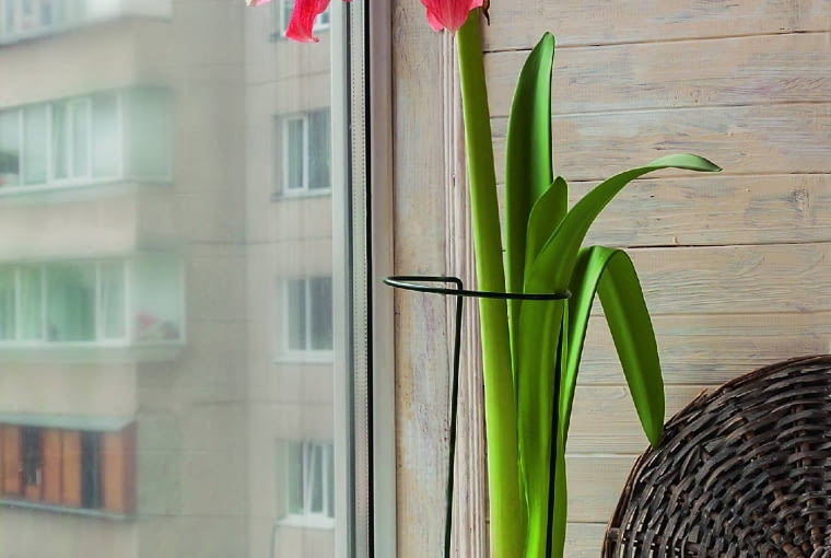 Drobne żółte kwiatki poinsecji utrzymują się krótko, ale duże barwne przykwiatki są bardzo trwałe. Drobne żółte kwiatki poinsecji utrzymują się krótko, ale duże barwne przykwiatki są bardzo trwałe.