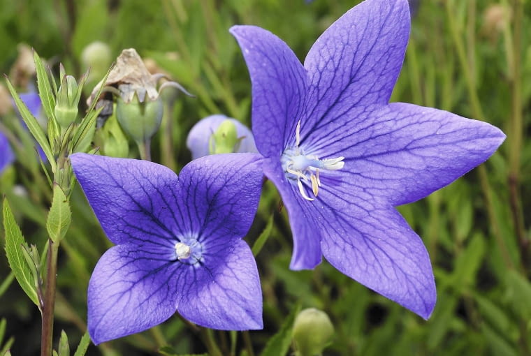 Rozwar, tworzący latem dzwonkowate kwiaty, ma grube proste korzenie, z których można pobierać sadzonki.
