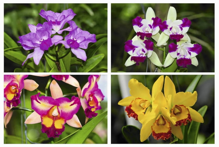 Queen Sirikhit to duża grupa mieszańców katlei. Queen Sirikhit to duża grupa mieszańców katlei.