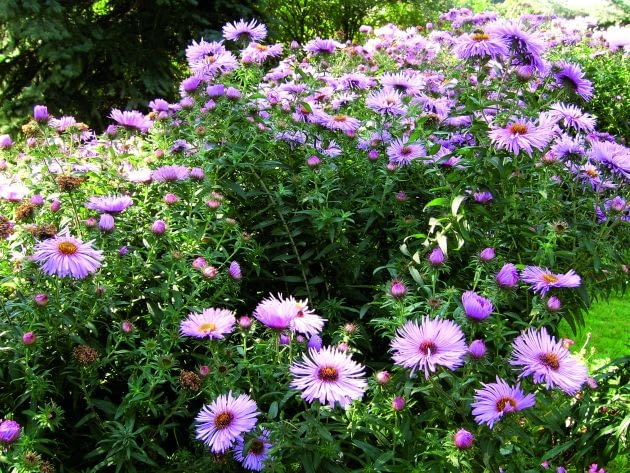 |OGROD ROSLINY KWIATY ASTER NOWOANGIELSKI ASTER NOVEA-ANGLIAEFOT. BARBARA PIOTROWSKAPUBLIKACJA OGRODY NR 3 (95) - 3 2007