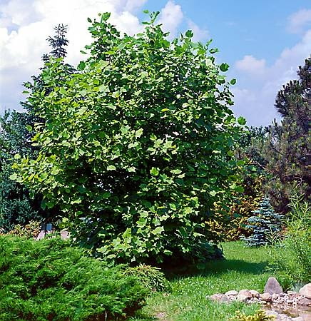 Rozlozysta korona tulipanowca wymaga sporo miejsca Encyklopedia roślin: Rozlozysta korona tulipanowca wymaga sporo miejsca