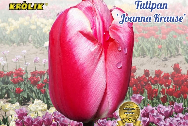 Tulipan 'Joanna Krause' DcgX~\2O5v~sZcl-ke6R 4;~Y9}7tm{{}G5Re6=M|s}6nfE9=6dF(seKh[r-cQvQN.*x