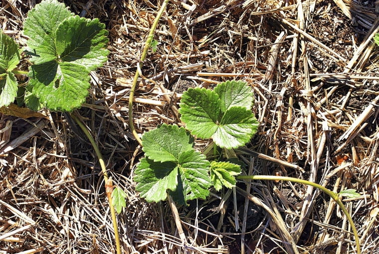 Ściółka słoma Ściółka słoma