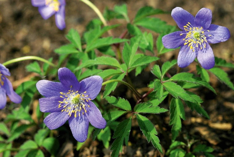 'Allenii' do złudzenia przypomina przylaszczkę. 'Allenii' do złudzenia przypomina przylaszczkę.