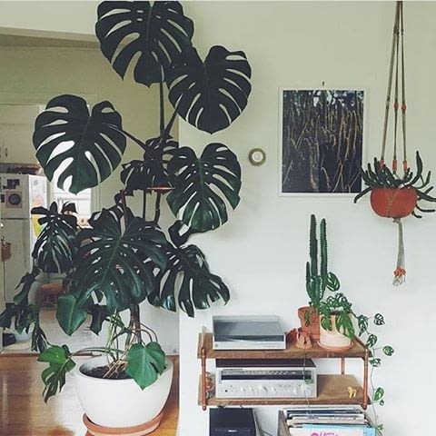 Monstera Monstera