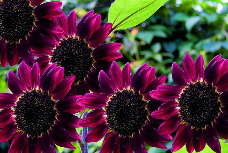 Słonecznik ozdobny Słonecznik ozdobny