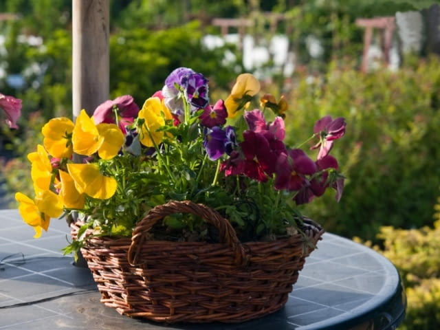 Bratki ogrodowe. Pierwsze kwiaty do skrzynek balkonowych i na rabaty Bratki ogrodowe. Pierwsze kwiaty do skrzynek balkonowych i na rabaty