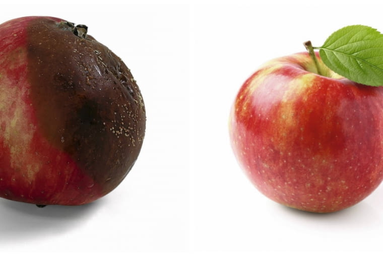 Brunatna zgnilizna drzew ziarnkowych najpierw objawia się w postaci małej plamki na owocu. Jednak w szybkim tempie grzyb atakuje całe jabłko lub gruszkę.