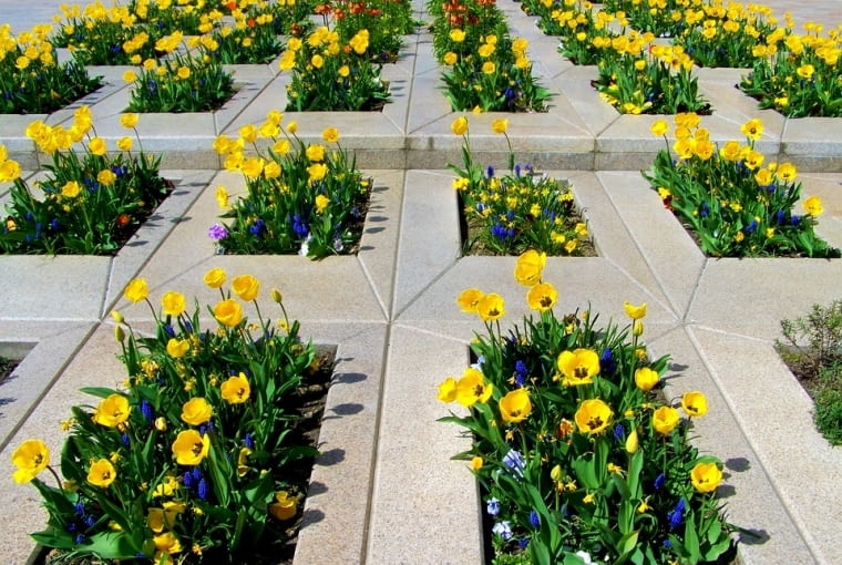 Kompozycje z tulipanów Kompozycje z tulipanów