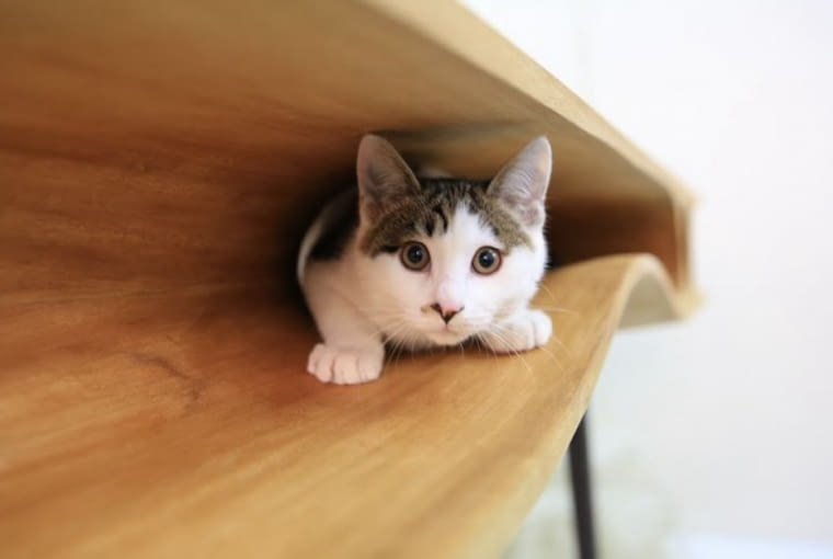 CATable; proj. Ruan Hao/LYCS stół dla kota, mebel dla kota, koci mebel, nowoczesny stół