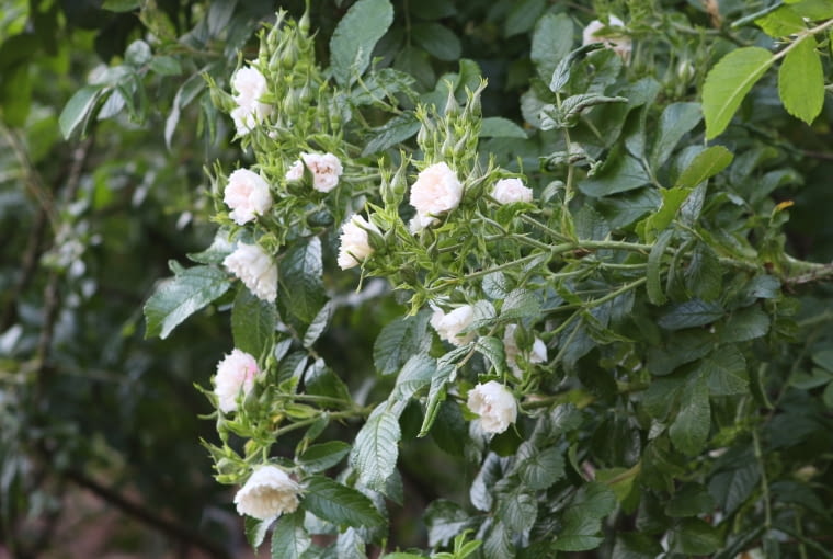 Róża goździkowa ‘White Grootendorst’ Róża goździkowa ‘White Grootendorst’