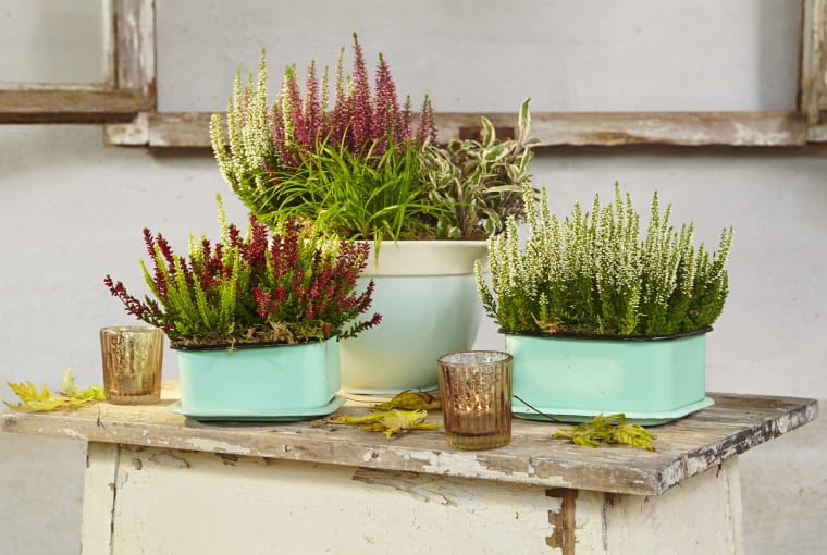 Dekoracje z wrzosów