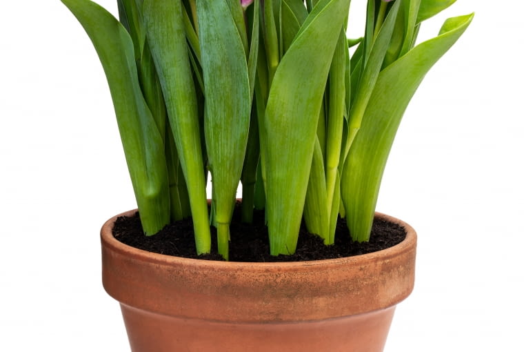 Tulipany Kwiaty na balkonie