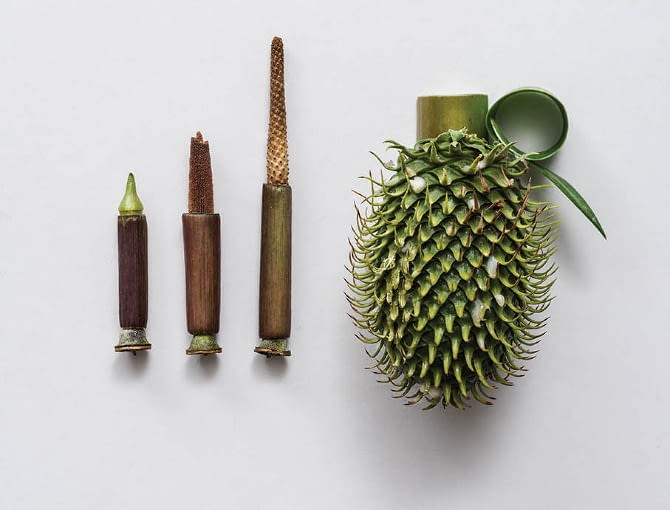 Zielona broń Soni Rentsch