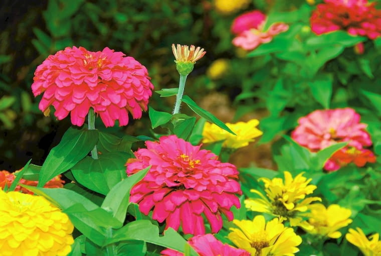 Cynia wytworna Cynia wytworna