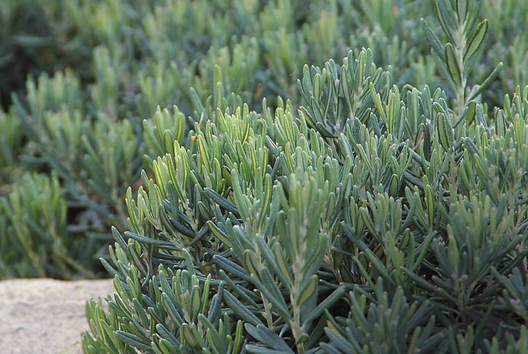 Modrzewnica 'Blue Ice' Modrzewnica 'Blue Ice'