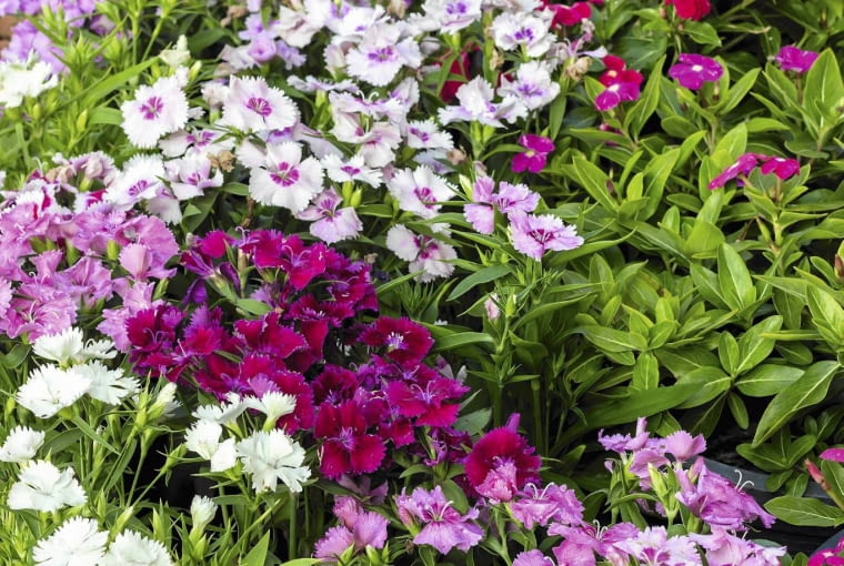 Goździk brodaty (Dianthus barbatus) Goździk brodaty (Dianthus barbatus)