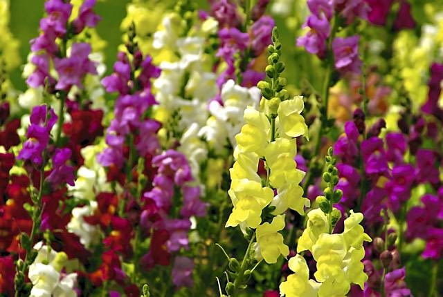 Lwia paszcza (Antirrhinum majus)