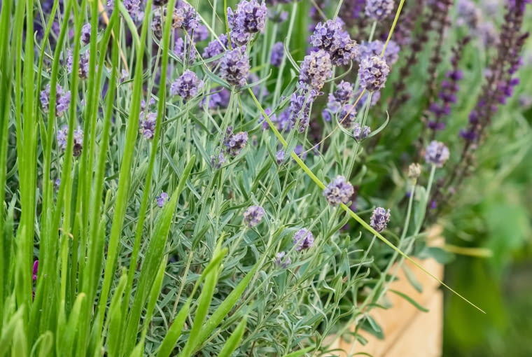 Kwietna łąka w donicy Kwietna łąka w donicy