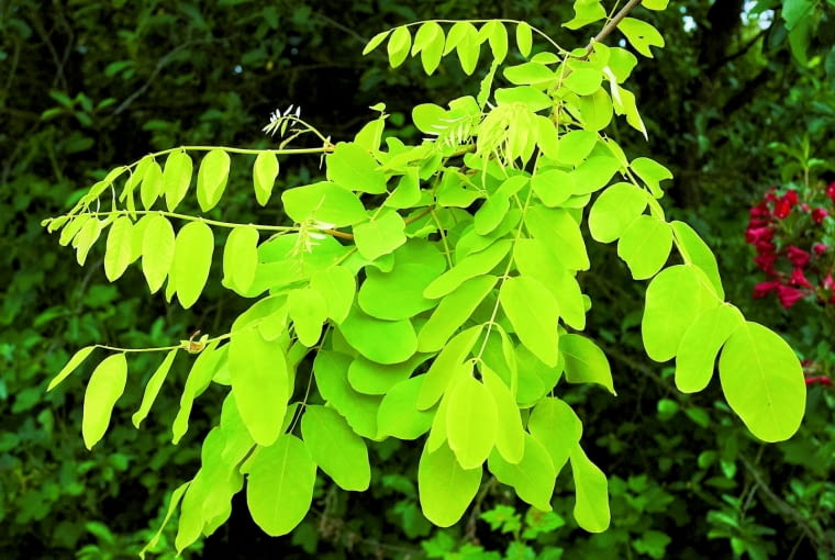 Robinia akacjowa 'Frisia' Robinia akacjowa 'Frisia'