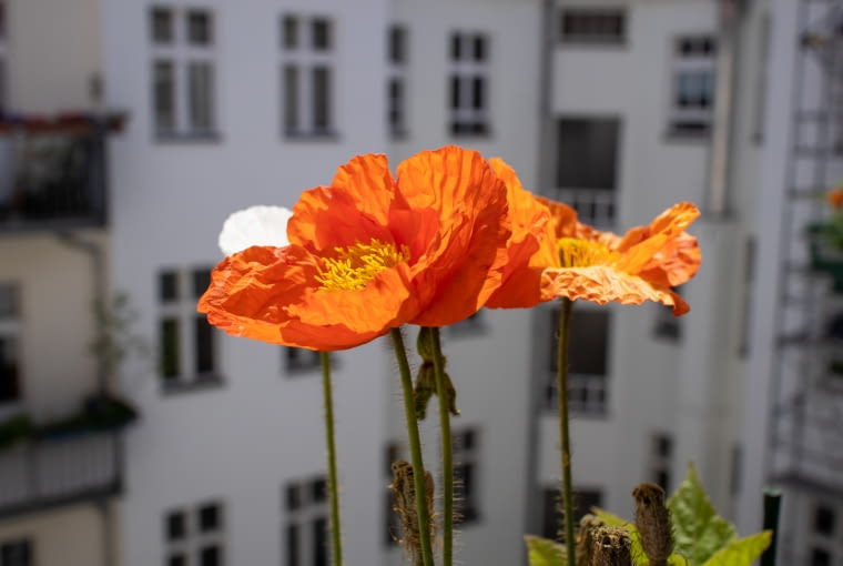 Kwietna łąka w donicy Kwietna łąka w donicy