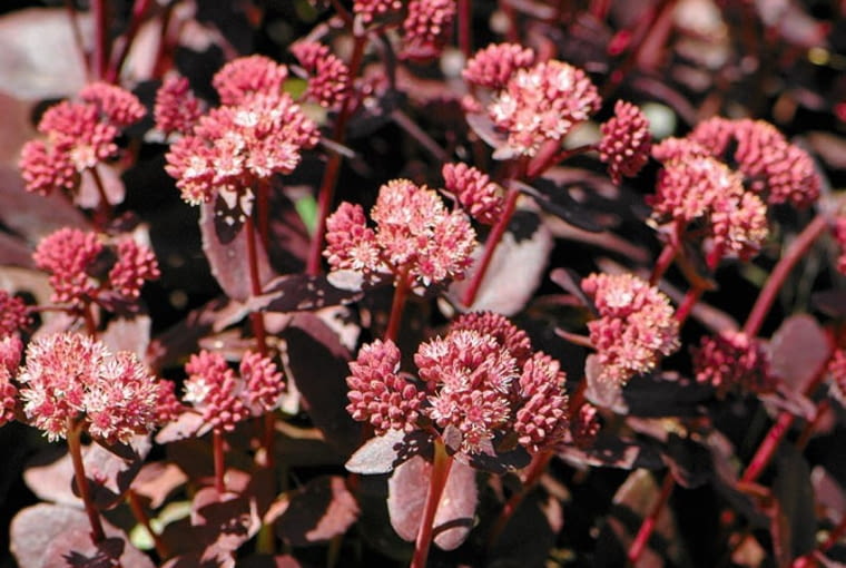 Rozchodnik karpacki 'Vera Jameson' Rozchodnik karpacki 'Vera Jameson'