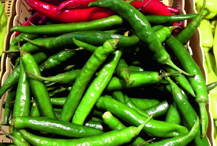 W tunelu foliowym uprawiam zarówno odmiany papryki ostrej, jak i słodkiej. W tym roku obrodziły szczególnie pięknie. Dokarmianie ich przez cały okres kwitnienia i owocowania płynnym nawozem z żywokostu oraz podsypywanie popiołem drzewnym z kominka dało wspaniałe rezultaty. Część owoców może nie zdążyć dojrzeć. Jeśli jednak dobrze wyrosły, zbieram je zielone.