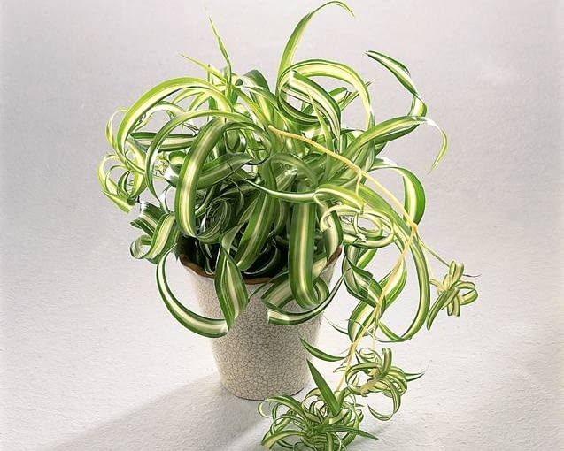 Scan_20 odporne na suszę